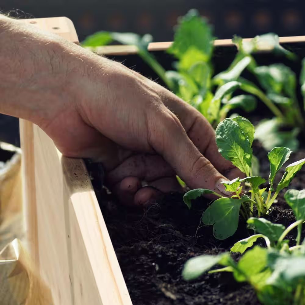 product_title - Raised Garden Beds - Shop_name