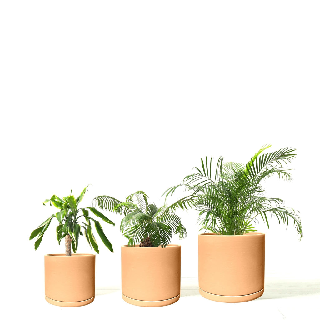 product_title - Shop_name